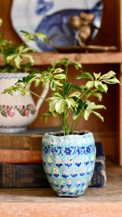 Schefflera Janine | Schefflera Tree | Variegated Schefflera | Happy Houseplants -Happy House Plants Sale Store DSC 0395