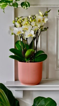 White Phalaenopsis Orchids Or Moth Orchid