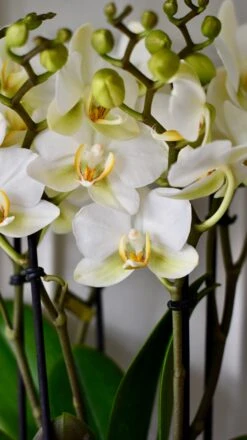 White Phalaenopsis Orchids Or Moth Orchid -Happy House Plants Sale Store DSC 0413