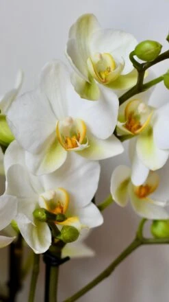 White Phalaenopsis Orchids Or Moth Orchid -Happy House Plants Sale Store DSC 0414