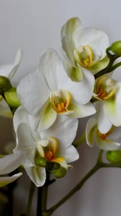 White Phalaenopsis Orchids Or Moth Orchid -Happy House Plants Sale Store DSC 0415