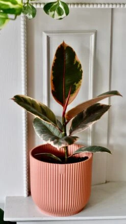 Ficus Elastica 'Belize' - Variegated Rubber Plant -Happy House Plants Sale Store DSC 0419 ded982f7 6840 48af a77a d630421a417d
