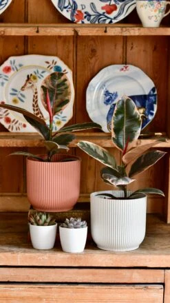 Ficus Elastica 'Belize' - Variegated Rubber Plant -Happy House Plants Sale Store DSC 0425 c3cc7b26 70cf 4fb3 b91e 6cd1a1a64848