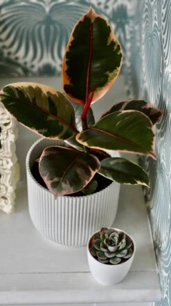 Ficus Elastica 'Belize' & Pot -Happy House Plants Sale Store DSC 0435