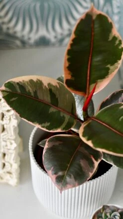 Ficus Elastica 'Belize' & Pot -Happy House Plants Sale Store DSC 0436