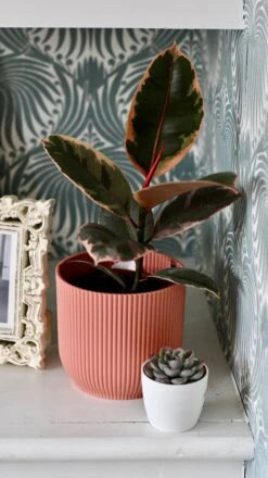 Ficus Elastica 'Belize' & Pot -Happy House Plants Sale Store DSC 0437