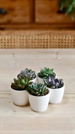 Echeveria Gifting Set -Happy House Plants Sale Store DSC 0457