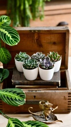 Echeveria Gifting Set -Happy House Plants Sale Store DSC 0460