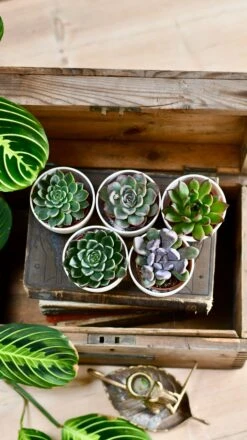 Echeveria Gifting Set -Happy House Plants Sale Store DSC 0465