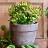 Large Crassula Ovata Sunset | Variegated Jade Plant