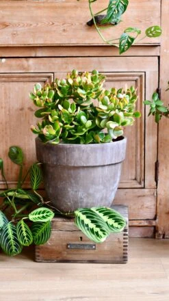 Large Crassula Ovata Sunset | Variegated Jade Plant -Happy House Plants Sale Store DSC 0478