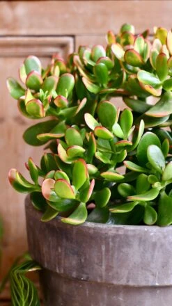 Large Crassula Ovata Sunset | Variegated Jade Plant -Happy House Plants Sale Store DSC 0479
