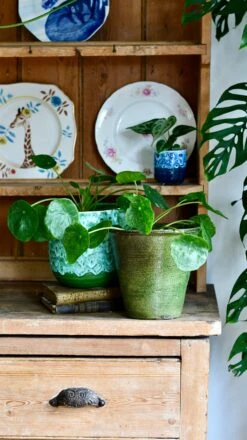 Pilea Peperomioides 'Sugar' 14 Pilea Peperomioides 'Sugar' -Happy House Plants Sale Store DSC 0509