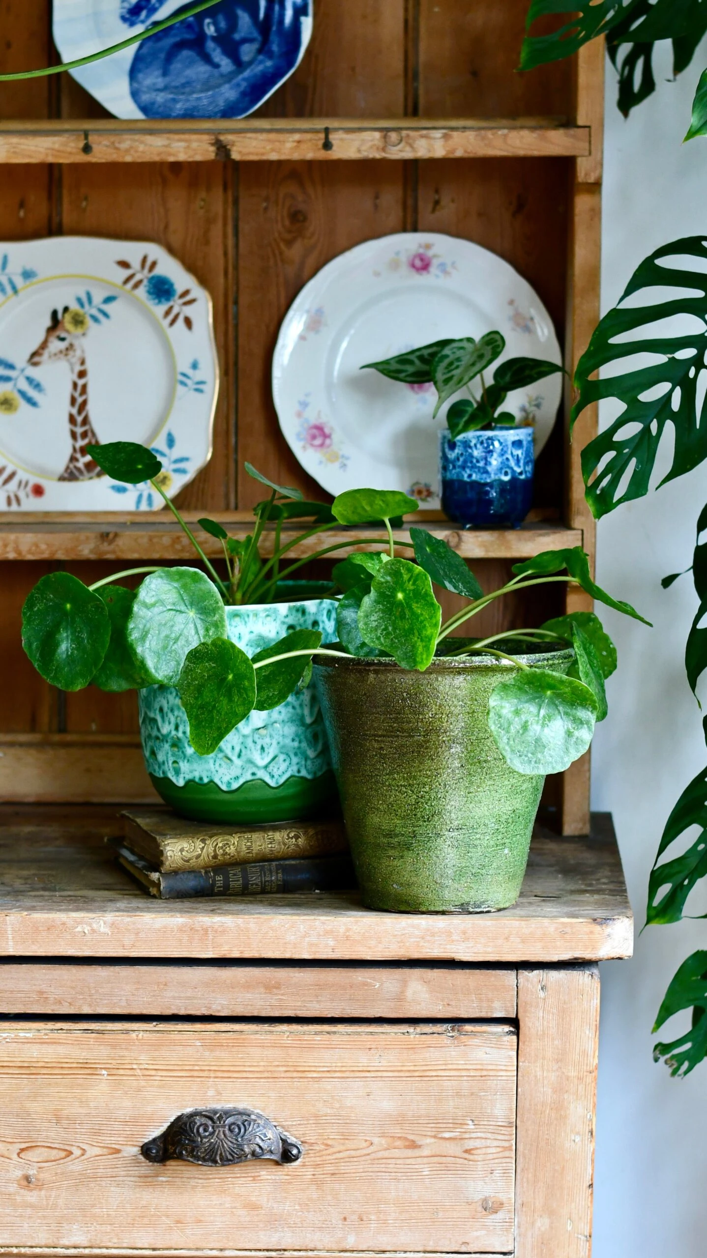 Pilea Peperomioides 'Sugar' 4 Pilea Peperomioides 'Sugar' - Image 4