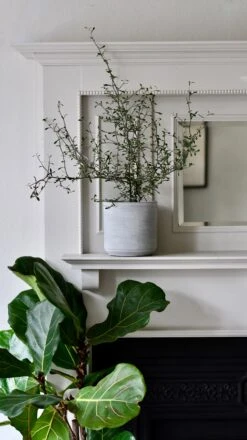 Corokia Cotoneaster Or Wire Netting Bush Bonsai -Happy House Plants Sale Store DSC 0519