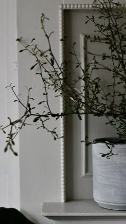 Corokia Cotoneaster Or Wire Netting Bush Bonsai -Happy House Plants Sale Store DSC 0523