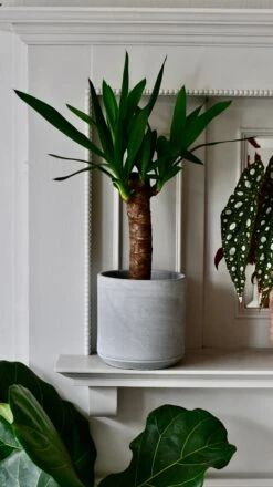 Yucca Elephatipes - Spineless Yucca -Happy House Plants Sale Store DSC 0528