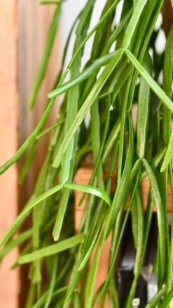 Rhipsalis Trigona -Happy House Plants Sale Store DSC 0571