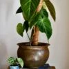 Philodendron Splendid (Verrucosum X Melanochrysum Hybrid)