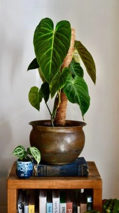 Philodendron Splendid (Verrucosum X Melanochrysum Hybrid)