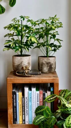 Small Umbrella Tree | Schefflera Gold Capella -Happy House Plants Sale Store DSC 0607