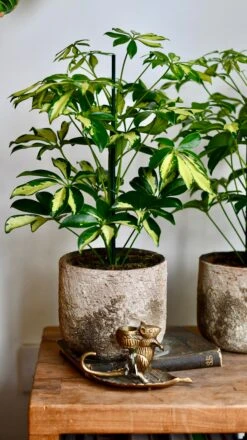 Small Umbrella Tree | Schefflera Gold Capella -Happy House Plants Sale Store DSC 0610
