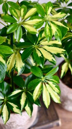 Small Umbrella Tree | Schefflera Gold Capella -Happy House Plants Sale Store DSC 0611