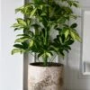 Small Umbrella Tree | Schefflera Gold Capella