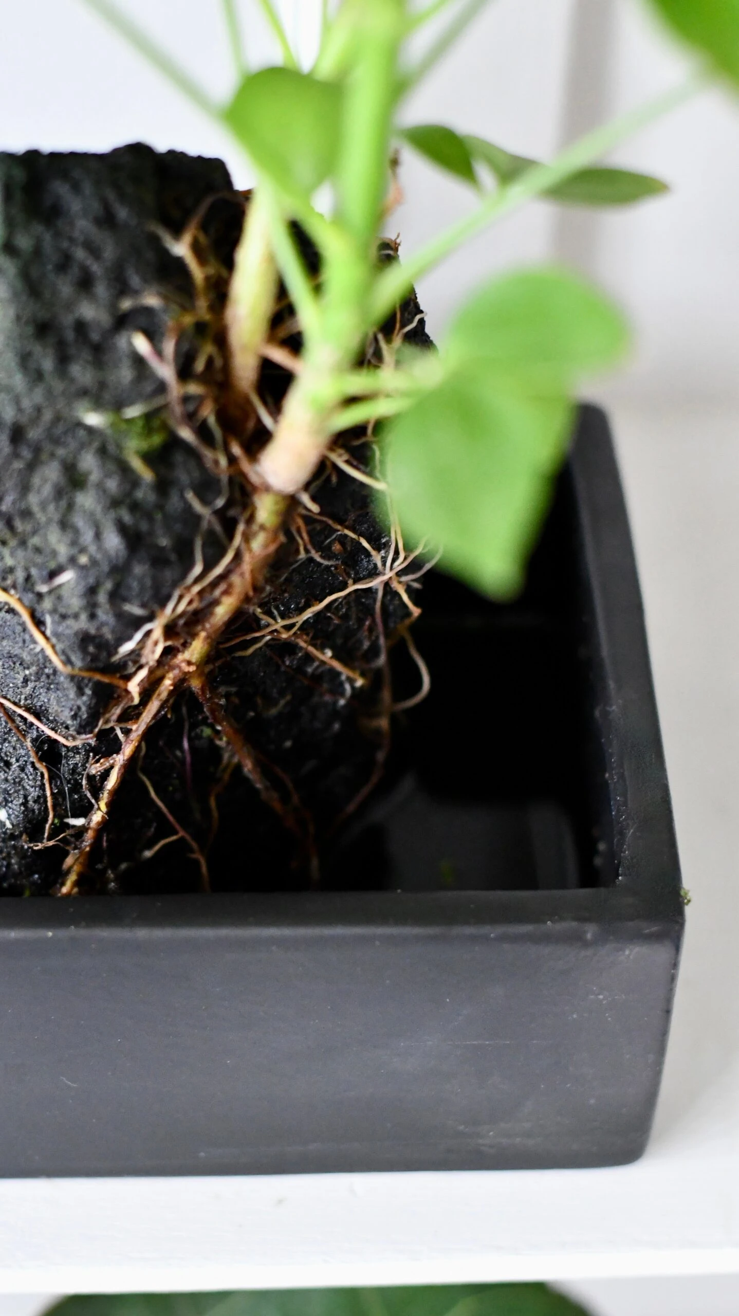 Schefflera On Lava Rock | Schefflera Bonsai Tree 8 Schefflera On Lava Rock | Schefflera Bonsai Tree - Image 8