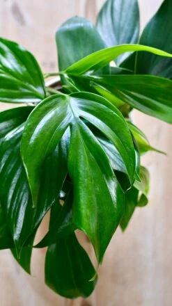 Epipremnum Pinnatum (Dragon Tail Plant) -Happy House Plants Sale Store DSC 1313