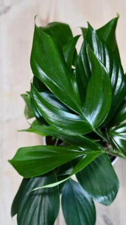 Epipremnum Pinnatum (Dragon Tail Plant) -Happy House Plants Sale Store DSC 1315