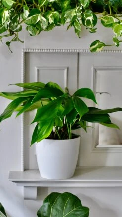 Epipremnum Pinnatum (Dragon Tail Plant) -Happy House Plants Sale Store DSC 1319