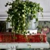 String Of Turtles (Peperomia Prostrata, Turtles On A String)