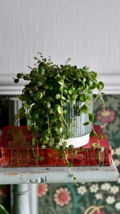 String Of Turtles (Peperomia Prostrata, Turtles On A String) -Happy House Plants Sale Store DSC 1323