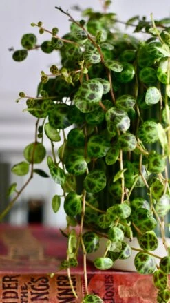 String Of Turtles (Peperomia Prostrata, Turtles On A String) -Happy House Plants Sale Store DSC 1324