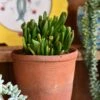 Small Crassula Ovata 'Hobbit' (Hobbit Jade Plant)