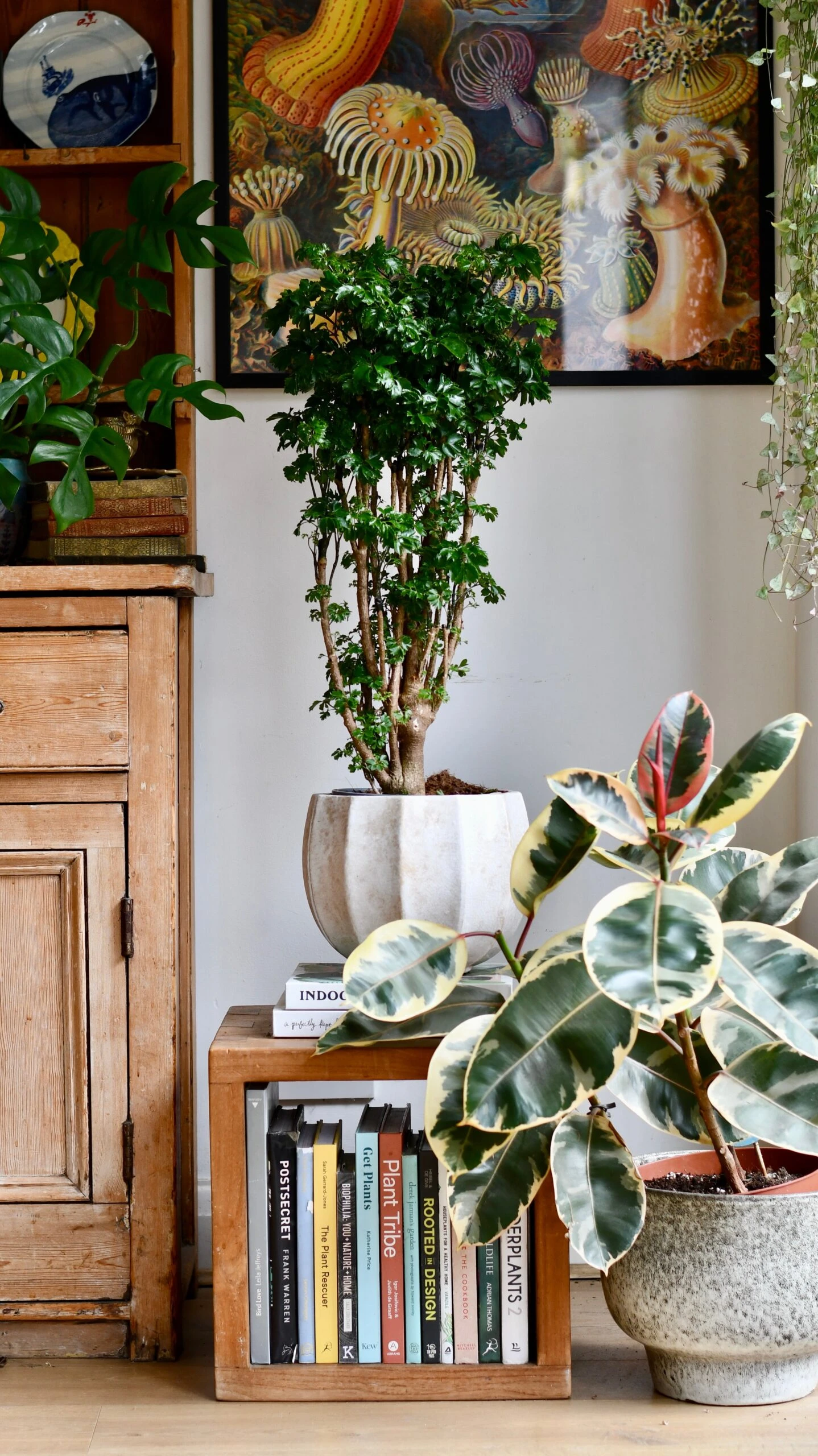 Polyscias Roble Or Aralia Roble Tree 2 Polyscias Roble Or Aralia Roble Tree - Image 2