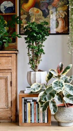 Polyscias Roble, Aralia Roble -Happy House Plants Sale Store DSC 1552 2031fa97 1d16 4988 b542 9969895db923