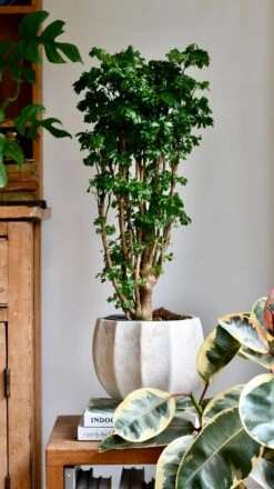 Polyscias Roble, Aralia Roble -Happy House Plants Sale Store DSC 1556 7da09a4f 0fc3 4db5 8c69 1b25e2709c77