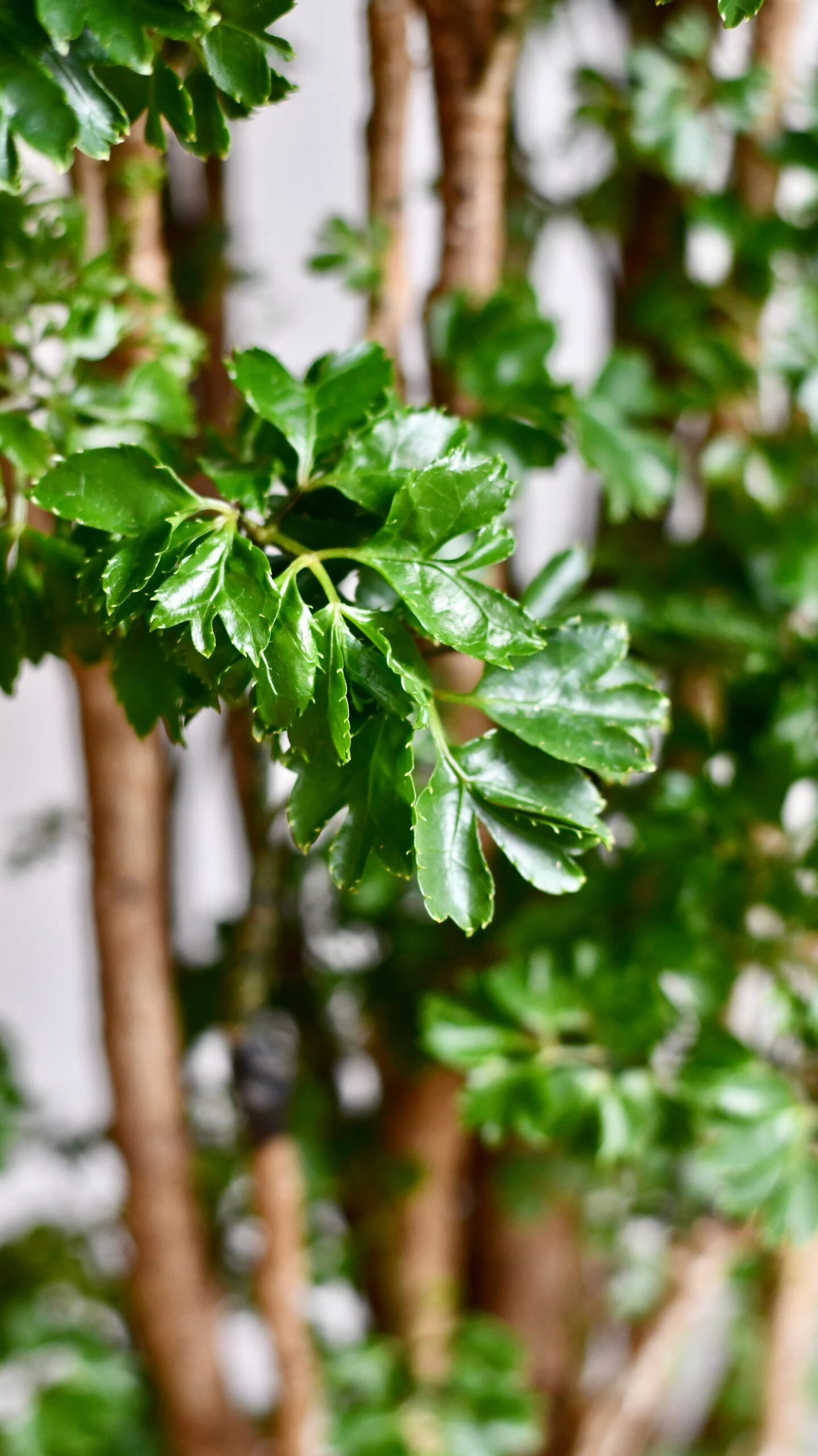 Polyscias Roble Or Aralia Roble Tree 6 Polyscias Roble Or Aralia Roble Tree - Image 6