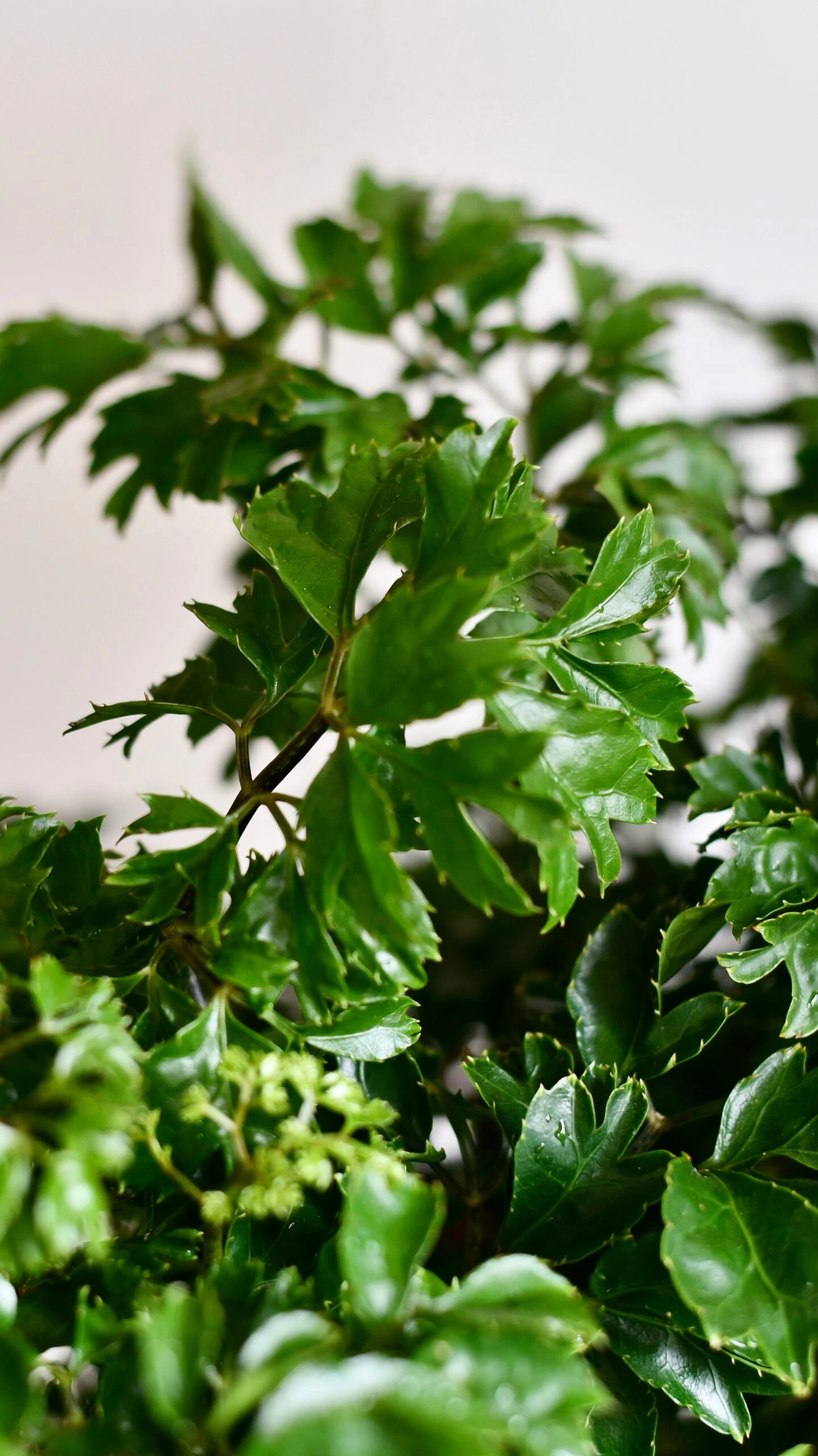 Polyscias Roble Or Aralia Roble Tree 3 Polyscias Roble Or Aralia Roble Tree - Image 3