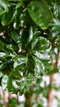 Polyscias Roble Or Aralia Roble Tree 10 Polyscias Roble Or Aralia Roble Tree -Happy House Plants Sale Store DSC 1561