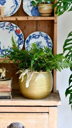 White Rabbit's Foot Fern Or Humata Tyermannii