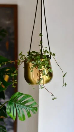 Atsu Brass Hanging Planter 10cm Wide -Happy House Plants Sale Store DSC 1575 9f32547a 3d4d 4999 af3c a3d41df06f8f