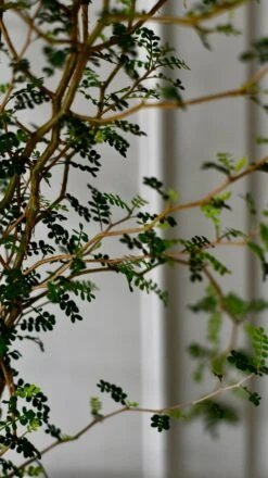 Sophora Prostrata (Weeping False Cypress, Japanese Pagoda Tree, Weeping Chinese Scholar Tree) -Happy House Plants Sale Store DSC 1595