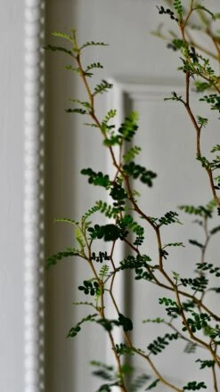 Sophora Prostrata (Weeping False Cypress, Japanese Pagoda Tree, Weeping Chinese Scholar Tree) -Happy House Plants Sale Store DSC 1600