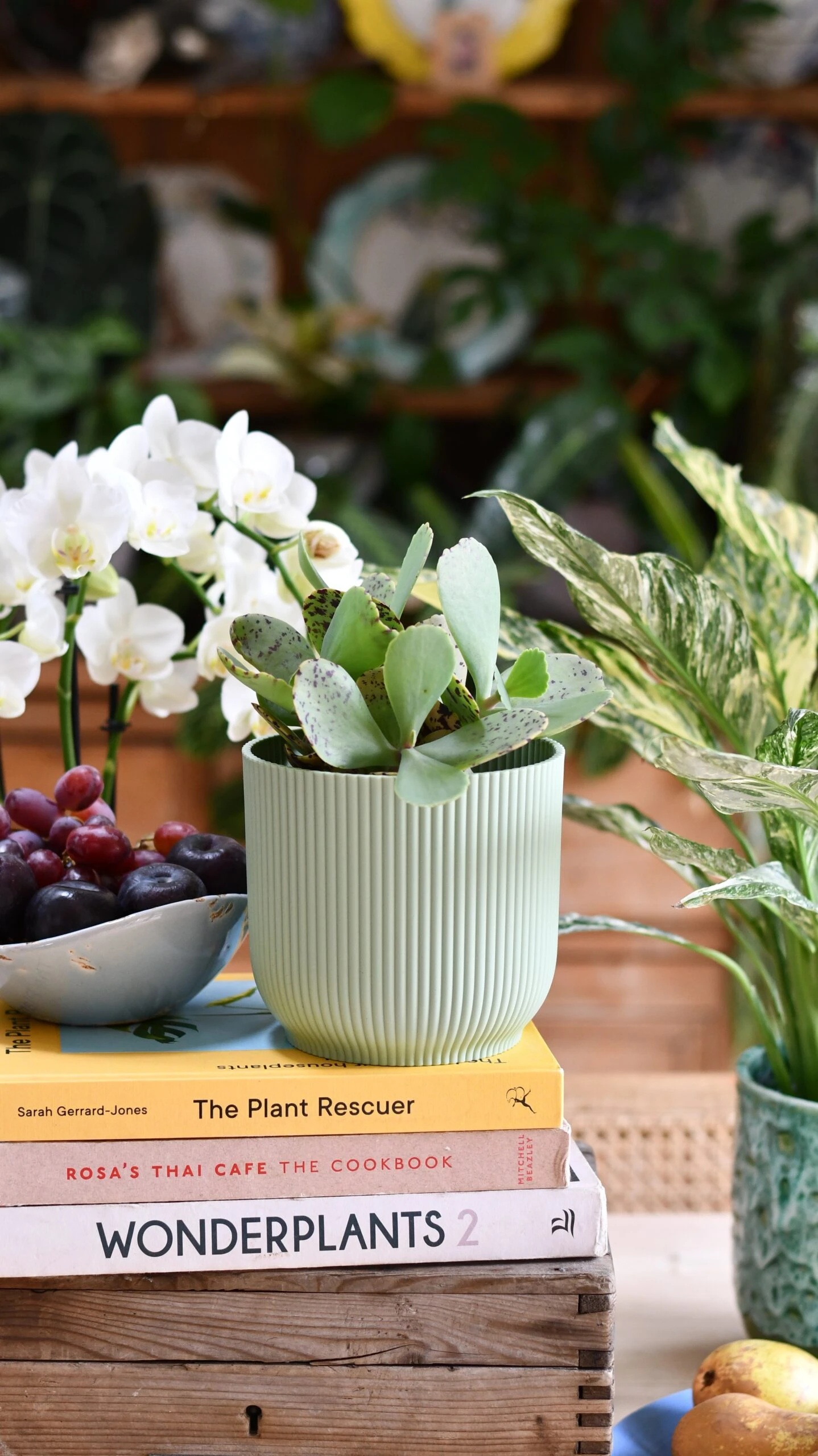 Kalanchoe Marmorata ‘Tiger' 2 Kalanchoe Marmorata ‘Tiger' - Image 2