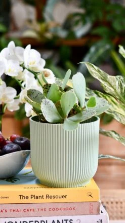 Kalanchoe Marmorata ‘Tiger' 11 Kalanchoe Marmorata ‘Tiger' -Happy House Plants Sale Store DSC 1624