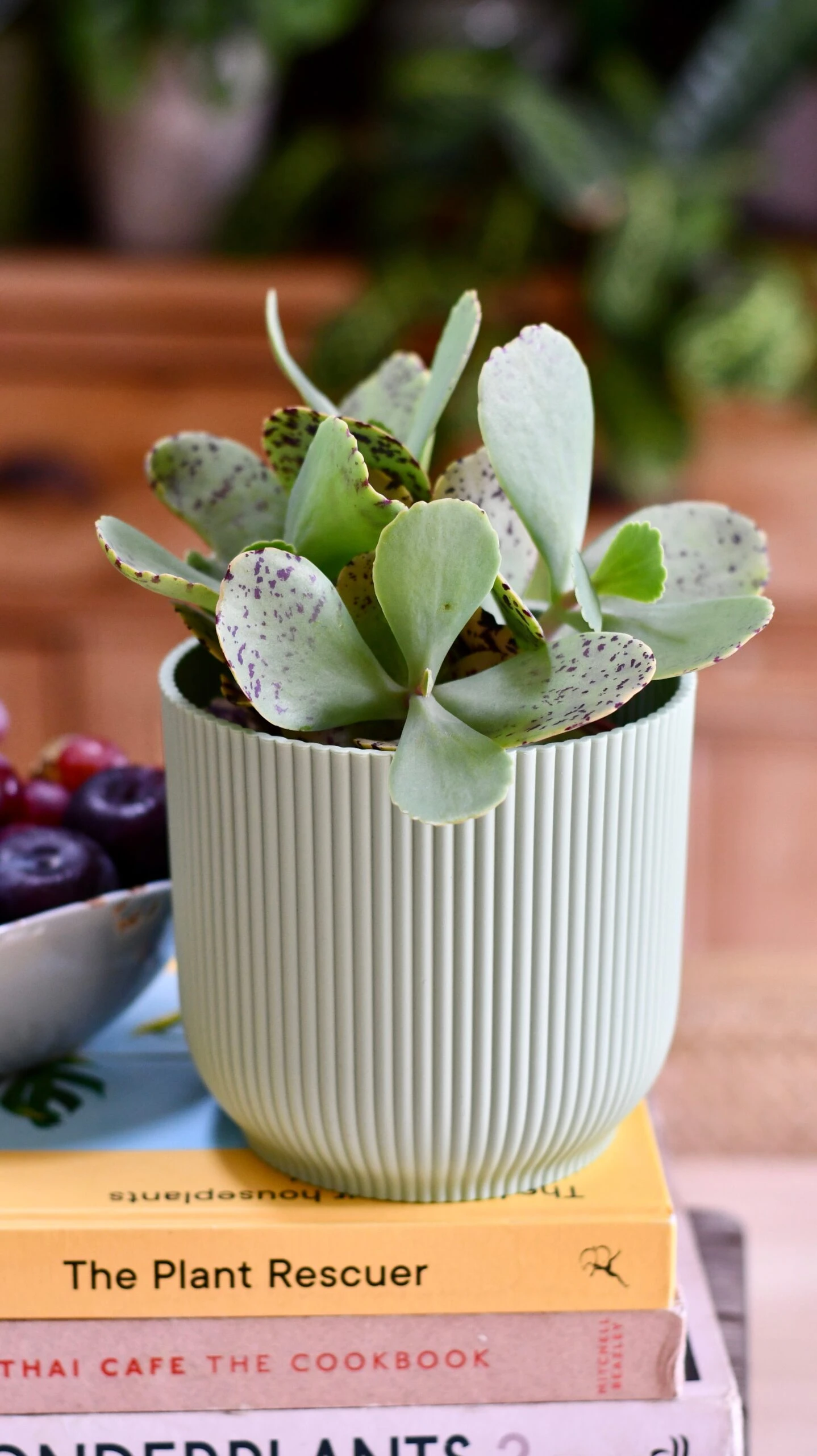 Kalanchoe Marmorata ‘Tiger' 5 Kalanchoe Marmorata ‘Tiger' - Image 5