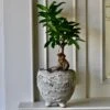 Japandi Textured Ceramic Glaze Indoor Plant Pot (10cm Pot)